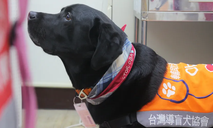 不只藥物能止痛！北榮醫療輔助犬Oba改變重症照護模式  與生命末期溫柔同行