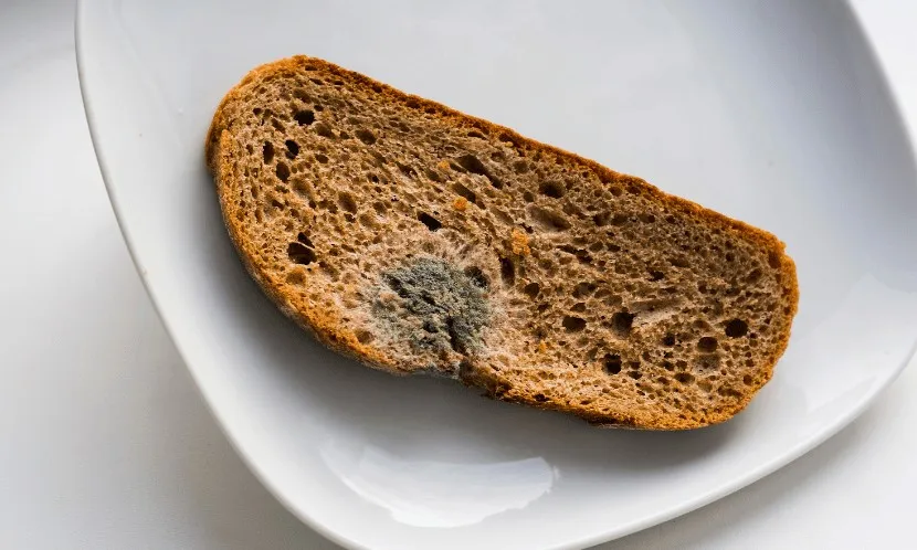 迷思破解》食物發霉還能吃？營養師揭看不見的黴菌毒素與健康隱患，4種正確保存方法