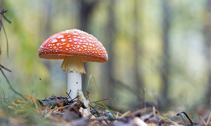 遷移性表皮壞死性紅斑｜紅斑、水泡不斷擴散潰爛　恐為胰臟癌前兆