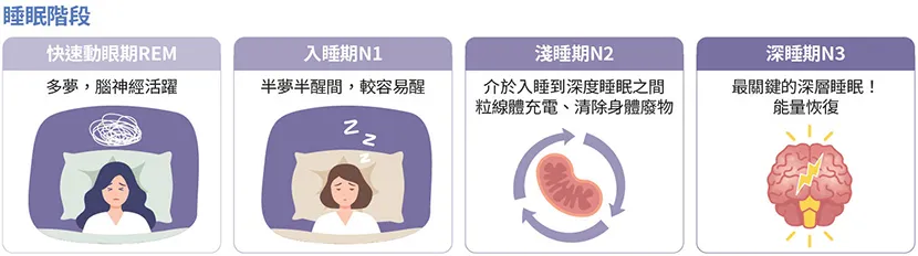 N2、N3是人體黃金修復期，當壓力過大或是大腦發炎時，睡眠經常會停留在REM或N1階段，錯失真正修復的機會。