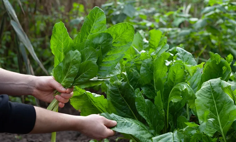 菠菜因葉片皺褶多且容易夾帶泥沙,使農藥更容易殘留於表面與組織之中。圖片來源 / Shutterstock