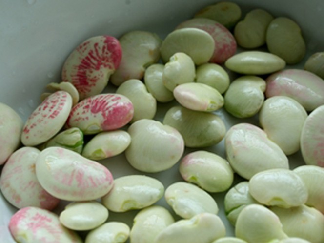 白扁豆,皇帝豆,新冠病毒