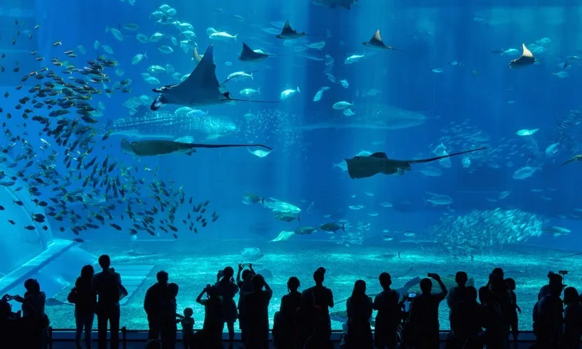 看魚游真的能紓壓？研究證實「藍色療癒」可減焦慮、改善失智躁動
