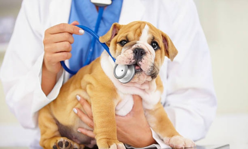 狂犬病疫苗資訊何處查問？