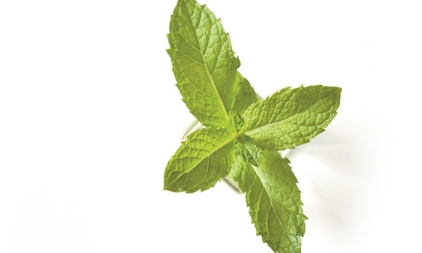 薄荷︱止痛緩鼻塞又清熱解膩 最佳防疫保健品