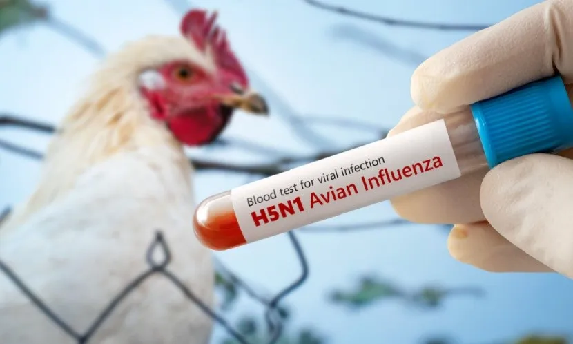 H5N1禽流感連環爆！會不會人傳人？專家解析新型「A型流感」6大警訊