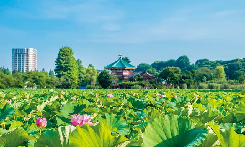跟著花期旅行,一年四季都有風景