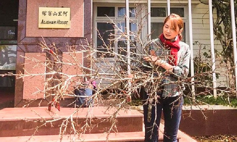 阿里山賓館前的老櫻樹已百歲，超過染井吉野櫻的平均壽命80歲，意義非凡。詹鳳春為染病老樹去除變形枝條。