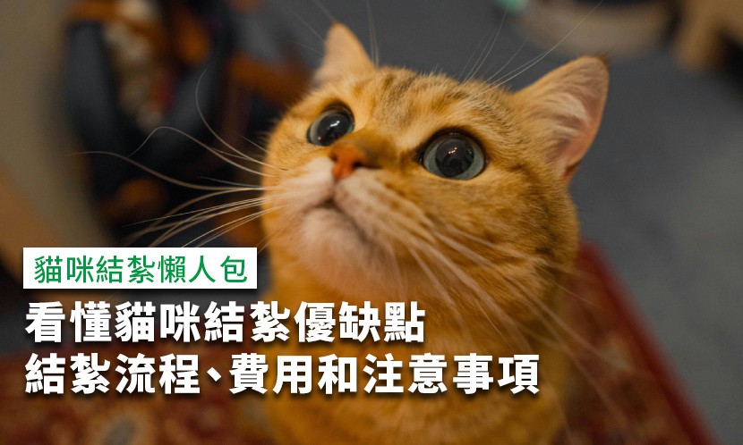 貓咪結紮-貓咪結紮懶人包-貓咪結紮流程-貓咪結紮費用-貓咪結紮護理