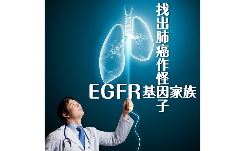 找出肺癌作怪因子　精準KO無處逃！談EGFR基因家族