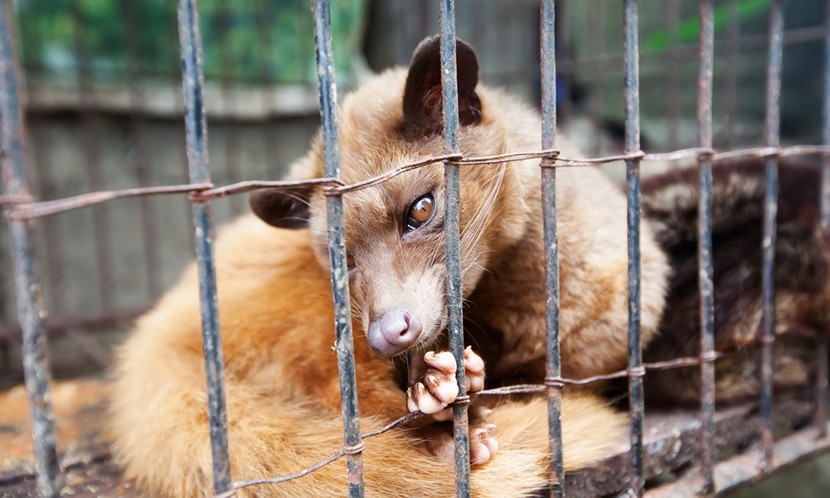 【獨家】副總統陳建仁談病毒1：人類的貪婪 招惹野生動物病毒上身