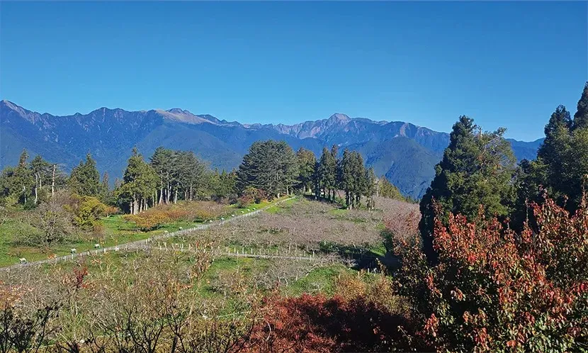 福壽山莊首次開放!在雲霧繚繞的祕境,品一口甘醇茶湯
