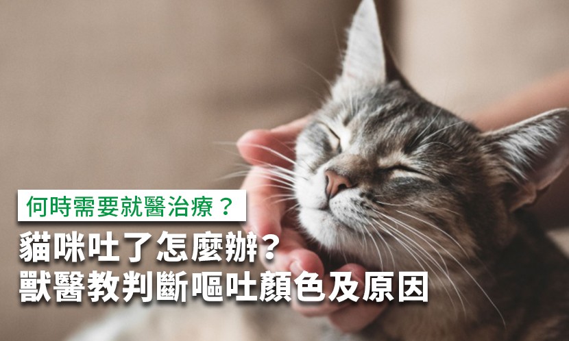 貓咪吐-貓咪吐黃色-貓咪吐咖啡色-貓咪吐原因-貓咪吐顏色-貓咪吐不吃東西-貓咪吐淡紅色-貓咪吐飼料-貓咪吐有蟲-貓咪吐完整飼料-貓咪吐透明-貓咪吐白色泡沫-貓咪吐咖啡色