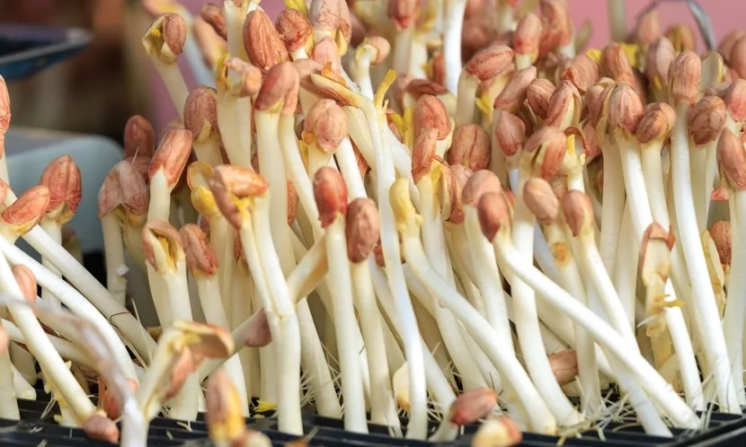 「花生芽」是在可控環境下培育（如圖），安全可食，但因受潮而發芽的花生必須丟棄，以防吃下黃麴毒素。圖片來源 / Shutterstock