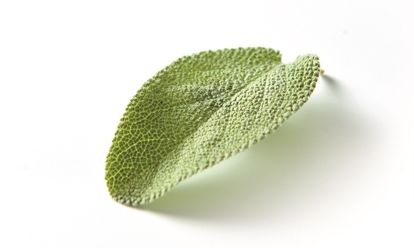 鼠尾草︱減輕喉嚨痛、牙齦腫痛 有效對付皰疹、更年期不適