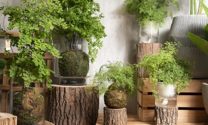居家園藝 苔球植物