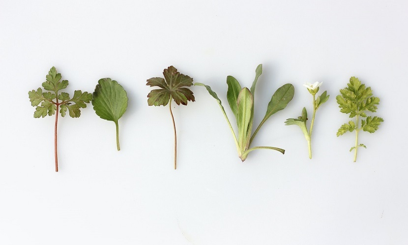 香草 藥草 香料 抗氧化