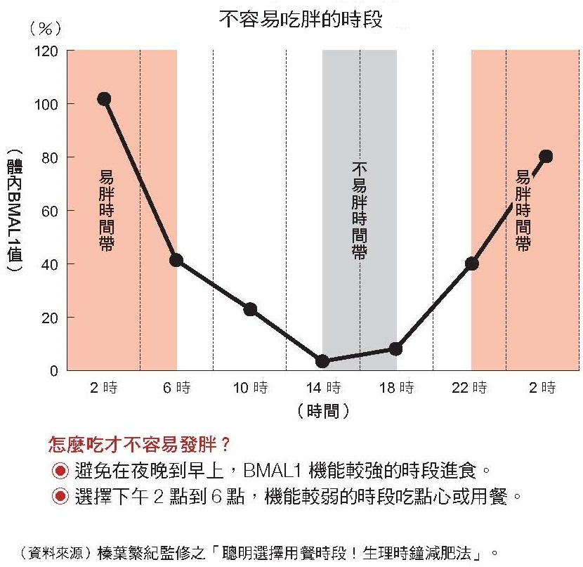 不易胖時段 BMAL1蛋白質15