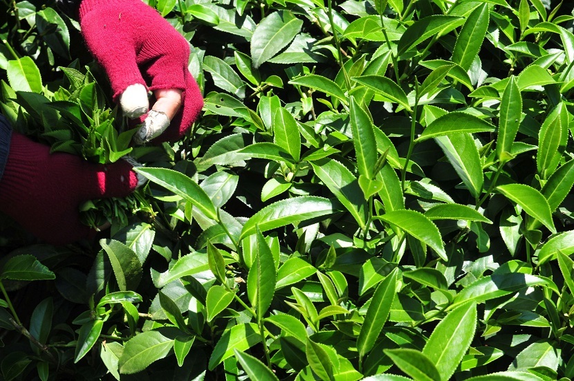 高山茶