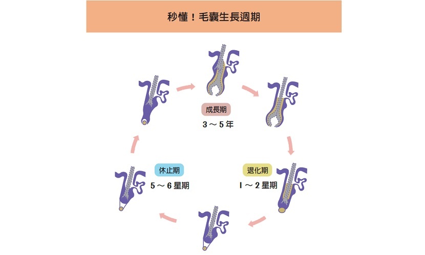 毛囊生長週期