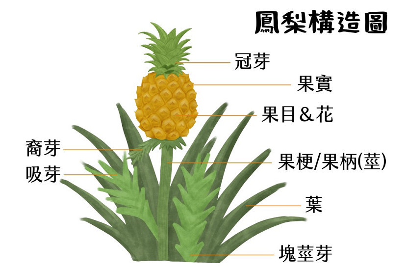 鳳梨-咬舌-刮嘴-挑選-水洗-鳳梨酵素