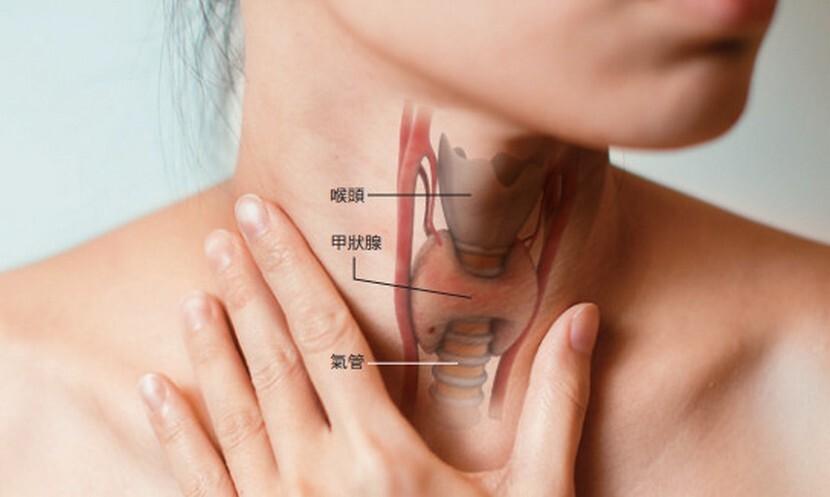 甲狀腺-甲狀腺低下-內分泌-甲狀腺低下症狀-甲狀腺低下治療