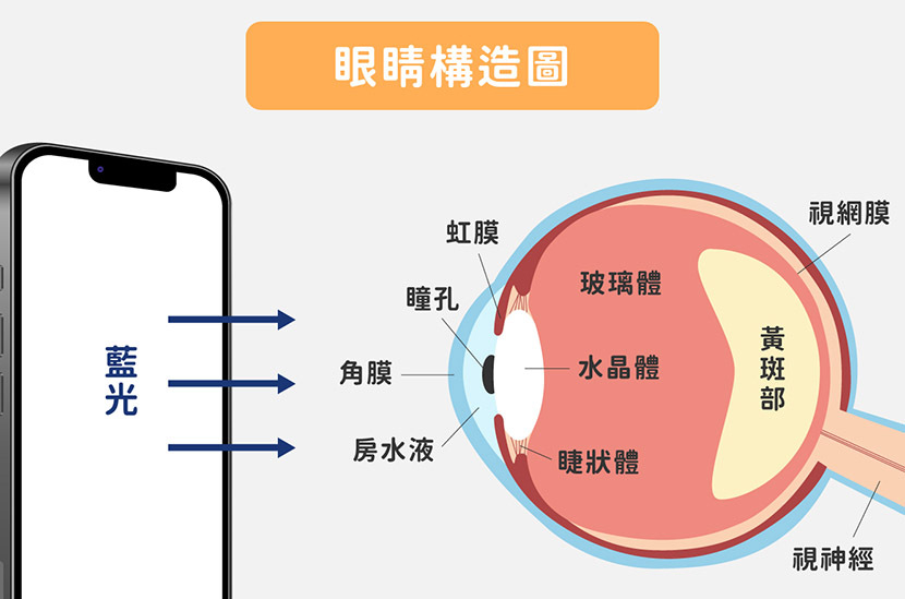 眼睛構造圖