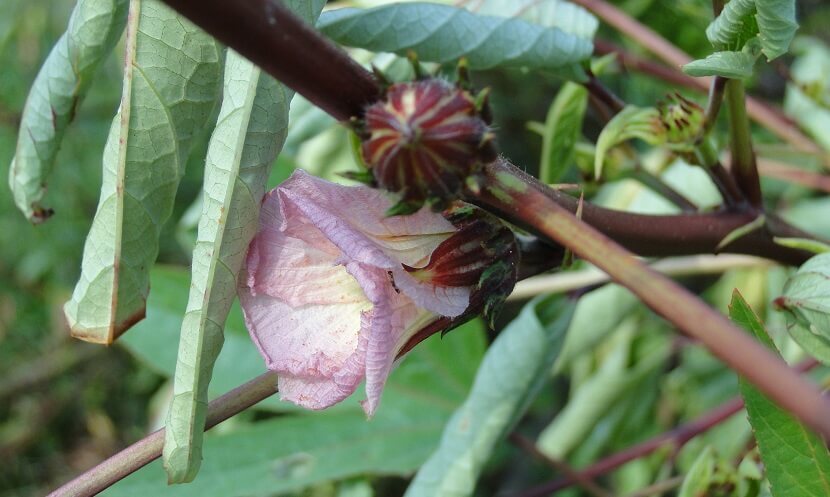 這才是洛神「花」
