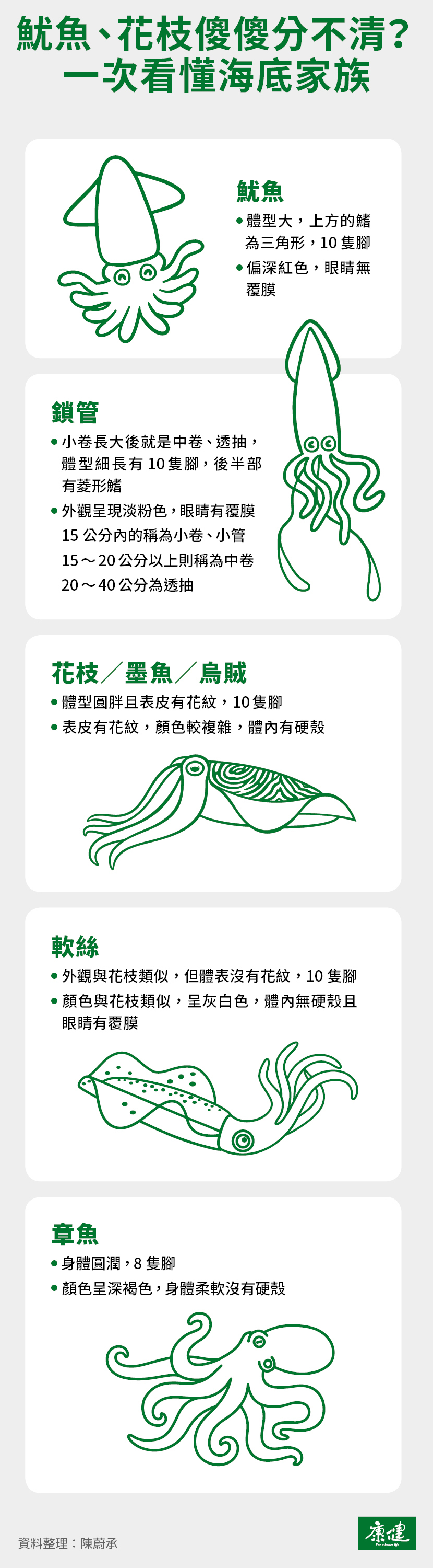 魷魚-魷魚營養-花枝-小卷-中卷-透抽