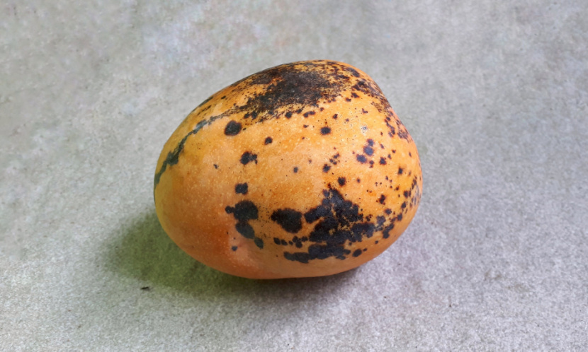 芒果黑點