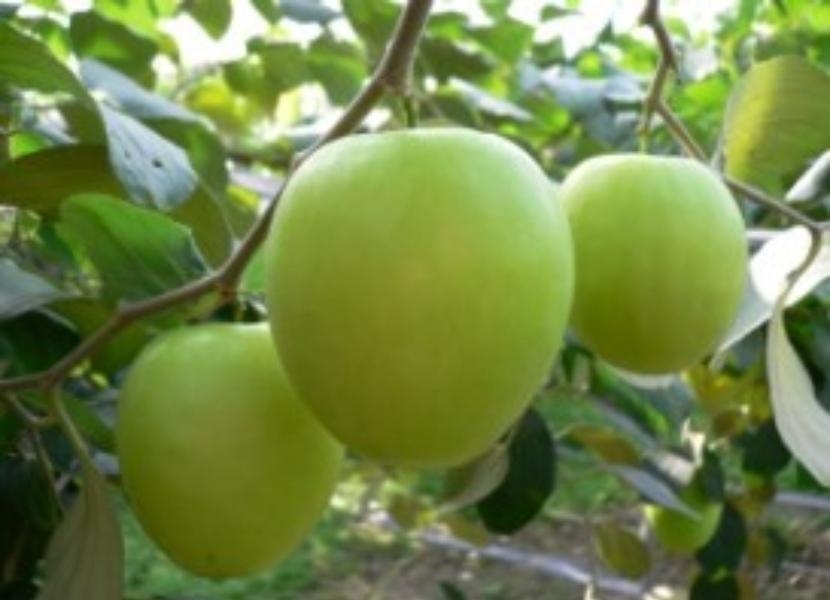 黃金蜜棗果尖部位常有小斑點