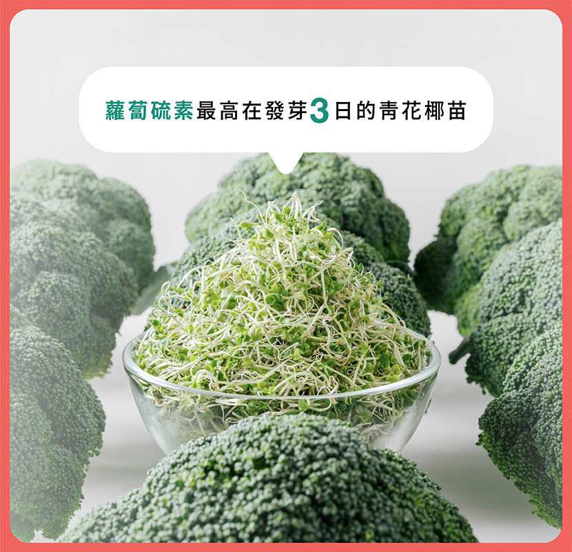 蘿蔔硫素最高在發芽3日的青花椰苗
