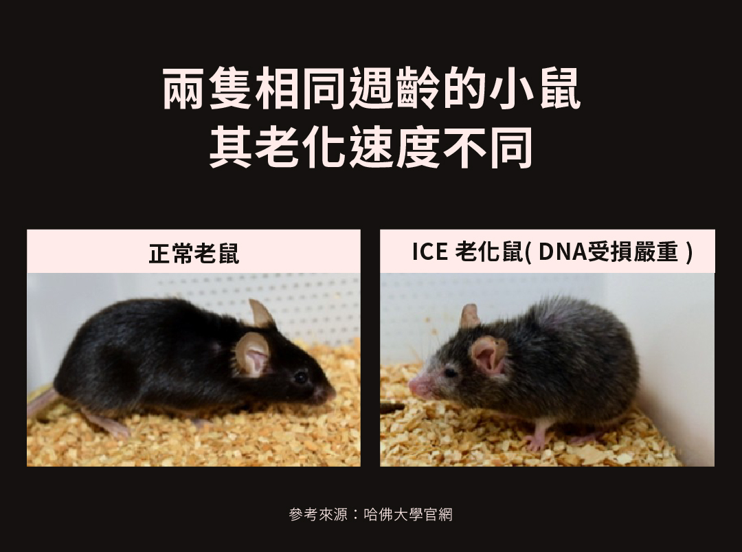 圖一、 兩隻相同週齡的小鼠,其老化速度不同(左邊是正常老鼠 ;右邊是 ICE 老化鼠 )