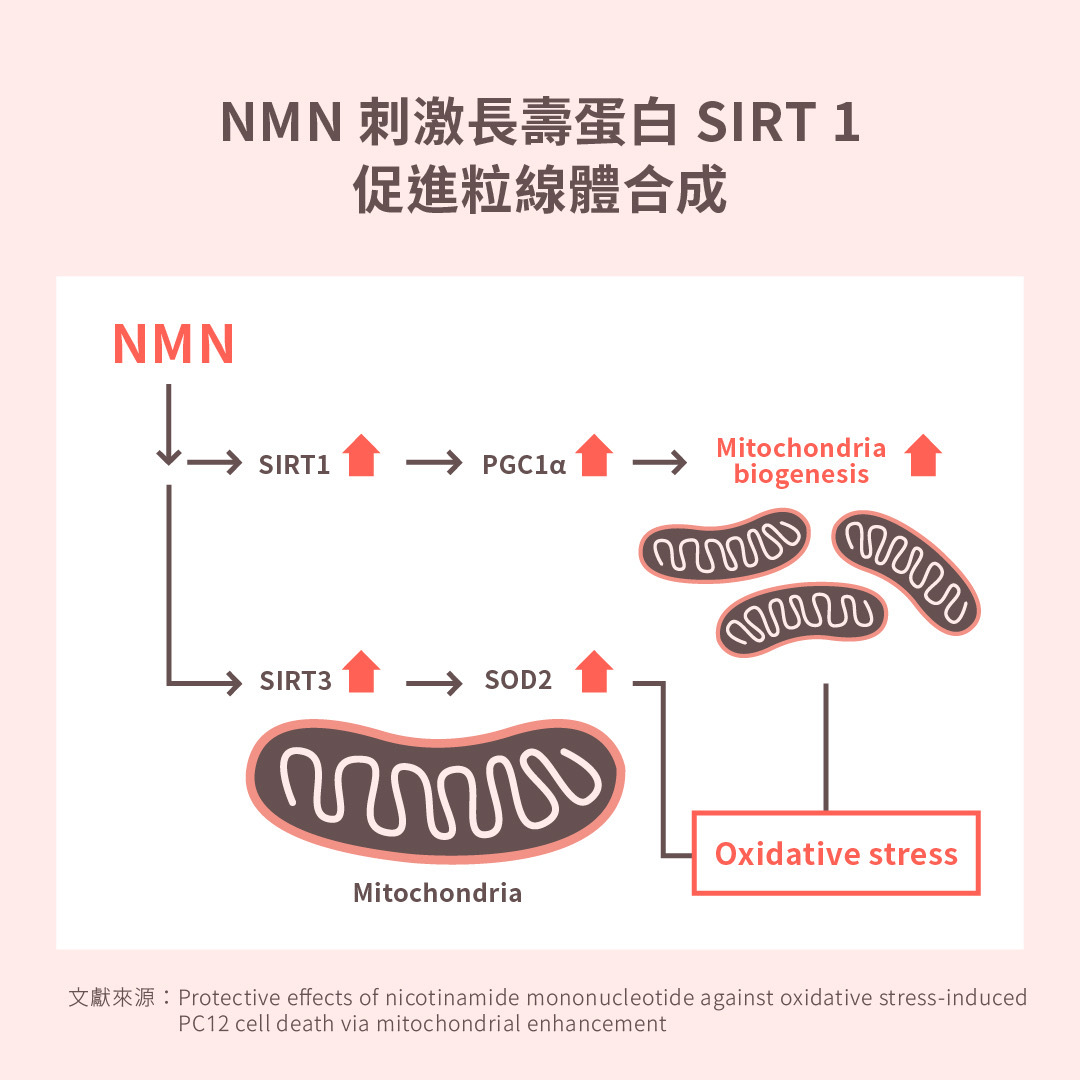 圖三、NMN 刺激長壽蛋白 SIRT 1，促進粒線體合成。