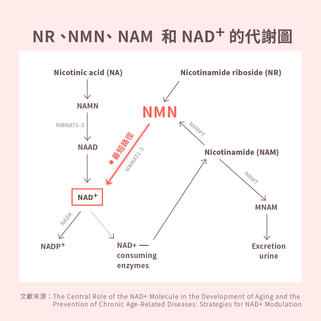 圖五、NMN、NR 、 NAM  和 NAD⁺ 的代謝圖。