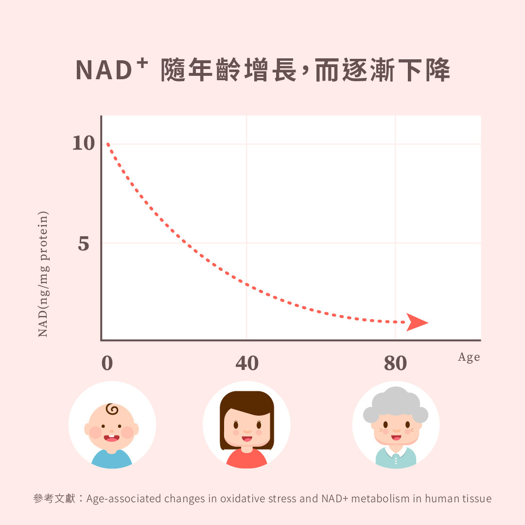 圖二、隨著年齡的增長， NAD⁺  會大量流失，加速人體老化。