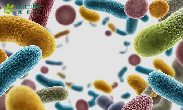 【紐崔萊專欄】腸道菌叢多樣性 腸道微生物群如何改變、維持健康？