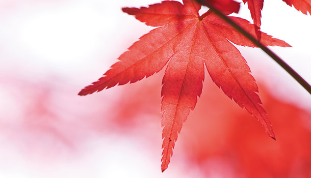 楊世敏:不是更年期,是氣血、陰陽失衡了