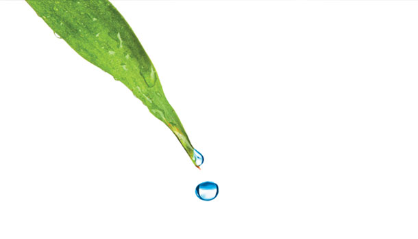 讓我們發願,不再有淚水