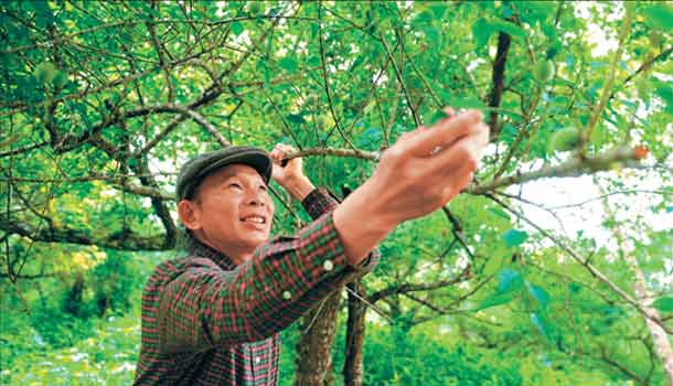 收成留一半給獼猴、果子狸吃