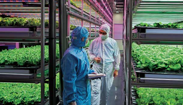 植物工廠LED水耕蔬菜,值得買來吃嗎?