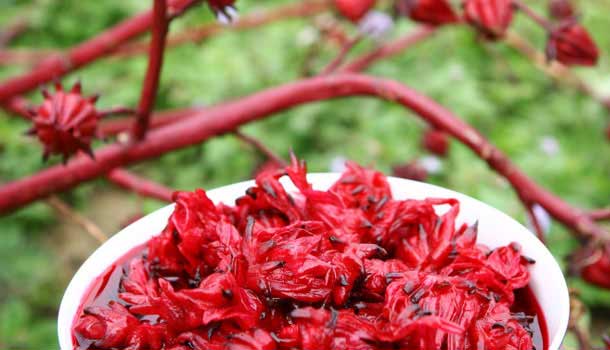 【閱讀全文】每天喝200cc洛神花茶,血脂濃度降2成