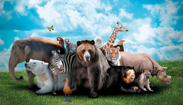 動物園應該存在嗎?