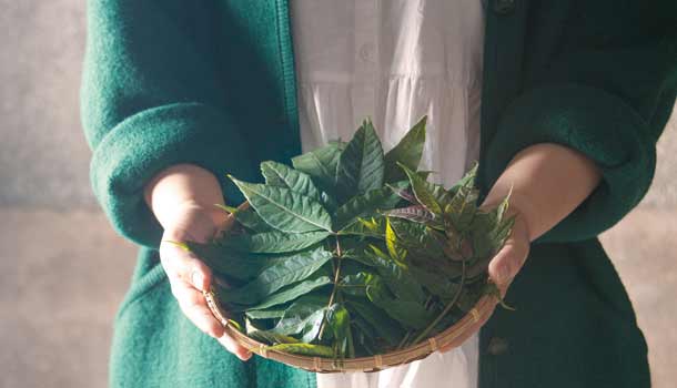 香椿,亞洲第一抗氧化蔬菜