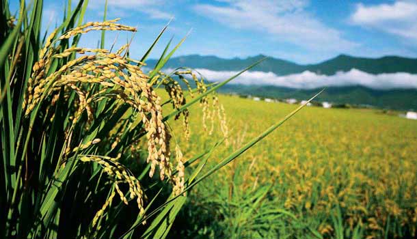 朱慧芳:把台灣米帶入歐美餐廳的阿公