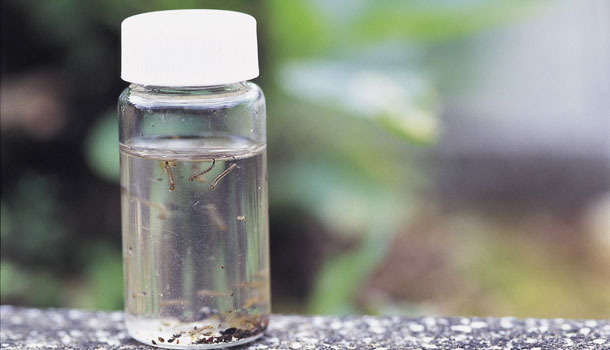 登革熱疫情為何愈來愈嚴重？