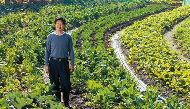 中藥渣堆肥抗菌,種出好蔬菜