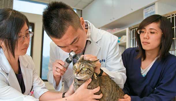 當老貓老狗生了重病