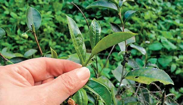 在月璘的茶園裡,我心生感激