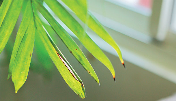 【閱讀全文】預防秋冬過敏復發,現在就開始小心